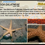 Nardoa galatheae - Mesh sea star