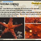 Neoferdina  cumingi - Cuming's sea star