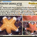 Choriaster granulatus -  Granular sea star