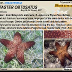 Pentaster  obtusatus - Blunt arm sea star