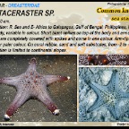 Pentaceraster sp. - Oreasteridae