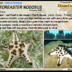 Protoreaster nodosus - Chocolate chip sea star