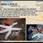 Thromidia catalai - Mithrodiidae