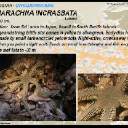 Ophiarachna incrassata - Stout green brittle star