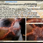 Ophiothrix purpurea - Red spined brittle star