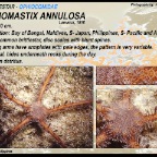 Ophiomastix annulosa - Ophiocomidae