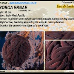 Astroboa ernae - Erna's basket star