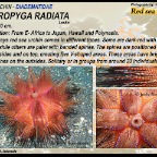 Astropyga radiata - Radiant sea urchin