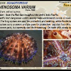 Asthenosoma varium - Fire sea urchin