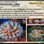 Asthenosoma ijimai - Magnificent fire urchin