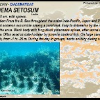 Diadema setosum - Black longspined sea urchin