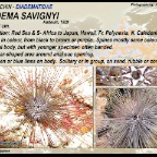 Diadema savignyi - Savigny's longspine sea urchin