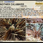 Echinothrix-calamaris - Banded sea urchin