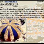 Mespilia globulus - Globe sea urchin