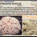 Toxopneustes pileolus - Flower sea urchin