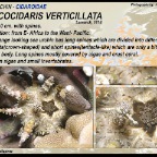 Plococidaris verticillata - Whorl-spined sea urchin