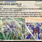 Tripneustes gratilla - Cake sea urchin