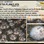 Maretia planulata - Heart sea urchin
