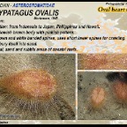 Eurypatagus ovalis - Oval heart sea urchin