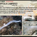 Synaptula lamperti - Synaptidae
