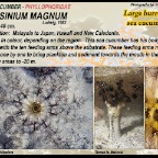 Massinium magnum - Large burrowing sea cucumber