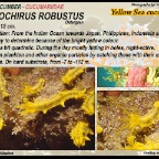 Colochirus robustus - Yellow sea cucumber