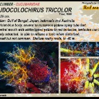 Pseudocolochirus tricolor - Cucumariidae