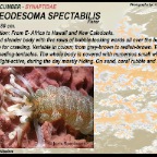 Opheodesoma spectabilis - Synaptidae