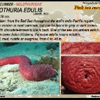 Holothuria edulis - Pink sea cucumber