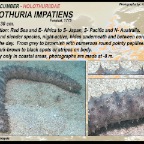 Holothuria impatiens - Holothuriidae