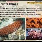 Thelenota ananas - Pineapple  sea cucumber