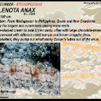 Thelenota anax - Stichopodidae