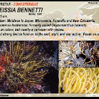Anneissia bennetti - Comasteridae