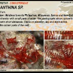 Comanthina sp