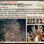 Lamprometra palmata - Mariametridae 