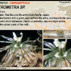 Oxymetra sp. - Mariametridae