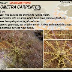 Oligometra carpenteri - Colobometridae