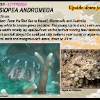 Cassiopea andromeda - Upside-down jellyfish