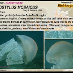 Catostylus mosaicus - Blubber jellyfish
