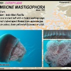 Crambione mastigophora - Catostylidae