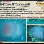 Netrostoma setouchianum - Crown jellyfish