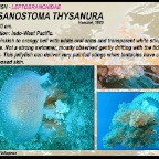 Thysanostoma thysanura - Leptobranchidae