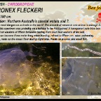 Chironek fleckeri - Box jellyfish