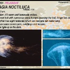 Pelagia noctiluca - Pelagiidae