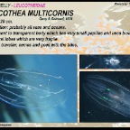 Leucathea multicornis - Comb jelly
