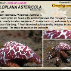 Coeloplana astericola - Creeping comb jelly