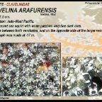 Clavelina  arafurensis - Clavelinidae