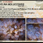 Clavelina moluccensis - Clavelinidae