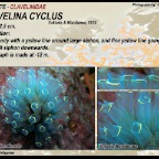 Clavelina cyclus - Clavelinidae