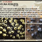 Clavelina robusta - Clavelinidae